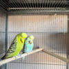 Beautiful English Budgies