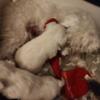 White Minature Schnauzer Puppies for sale $1000