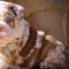 Bulldogs Sale or Trade BulldogExotics.com