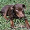 Catahoula leopard puppies for sale