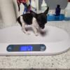 Chihuahua Purebred Tiny  2.4lbs Male Puppy