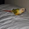 GREEN CHEEK conure baby DNA male