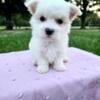 Ckc Maltese female puppy