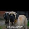 English Mastiff  puppies