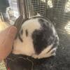 Mini Rex 