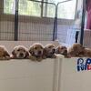 Purebred AKC Golden Retriever Puppy for Sale - Green Collar