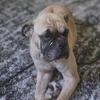 Old English Bull Dog