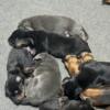 Doberman Pinscher Puppies $300