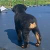 GERMAN ROTTWEILER PUPPIES FOR SALE