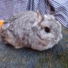 Proven Chinchilla Netherland Dwarf Doe