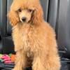 AKC Young Adult Toy Poodles