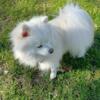 AKC White Male Pomeranian