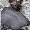 Sphynx kitten black male