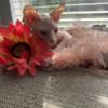 Sphynx kittens that are ready for their forever home!