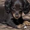 Dachshund fur babies ready now!