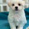 Male Maltipoo Puppies 