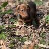 WEINER DOG looking for forever home