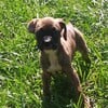 Beautiful Boxer puppies For Sale