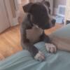 American Blue Pitbull Terrier puppy 4 month old male