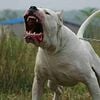 Dogo Argentino Puppies & Adults