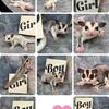 Sugar Glider Joeys!