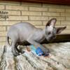 Sphynx kittens / sphynx kitties