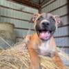 American Bulldog Belgian Malinois Mix puppy female