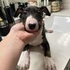English Bull Terrier Puppies 