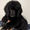 Standard Poodles for sale