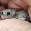 Micro Squirrels Hand tame Babies Pied