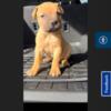 Bullmastiff Pups AKC Registered