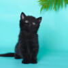 NEW Elite British kitten from Europe with excellent pedigree, male. A Iris