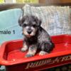 Mini Schnauzer Puppies for sale