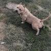 Foundation female American Bully