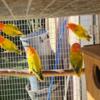 Green Euwing Opaline Lovebirds