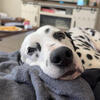 Dalmatian Stud AKC