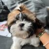 Shih Tzu Puppy for Rehoming