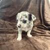 Adorable Short Haired Chihuahua Puppies