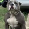 XL Bully pups 2 boys left