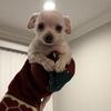 Chihuahua Puppies For sale