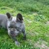 Male French bulldog.