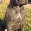 CANE CORSO