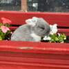 Purebred Holland Lop Bunnies For Sale  These sociable bunnies will steal your heart!