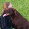 Farm Raised AKC and CKC Registered Chocolate Labrador Retriever Puppies