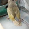 Male and female Lovebirds to rehome