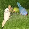 Indian Ringnecks