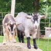 Nigerian Dwarf Goats