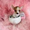 Chihuahuas, Poodles, Pomeranians, Malteses  & Teacup Puppies