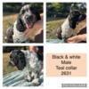 AKC English Springer Spaniel puppies 