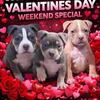 ABKC BULLY PUPS
